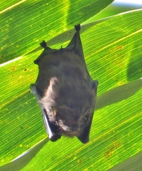 Cyttarops alecto