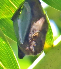 Cyttarops alecto