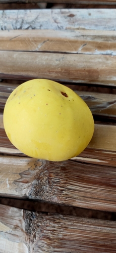 Diospyros decandra, 2020-07-31