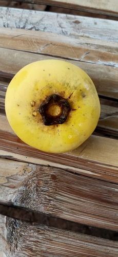 Diospyros decandra, photograph 6