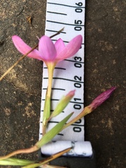 Hesperantha curvula