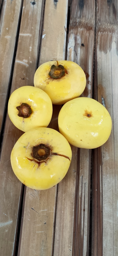 Diospyros decandra