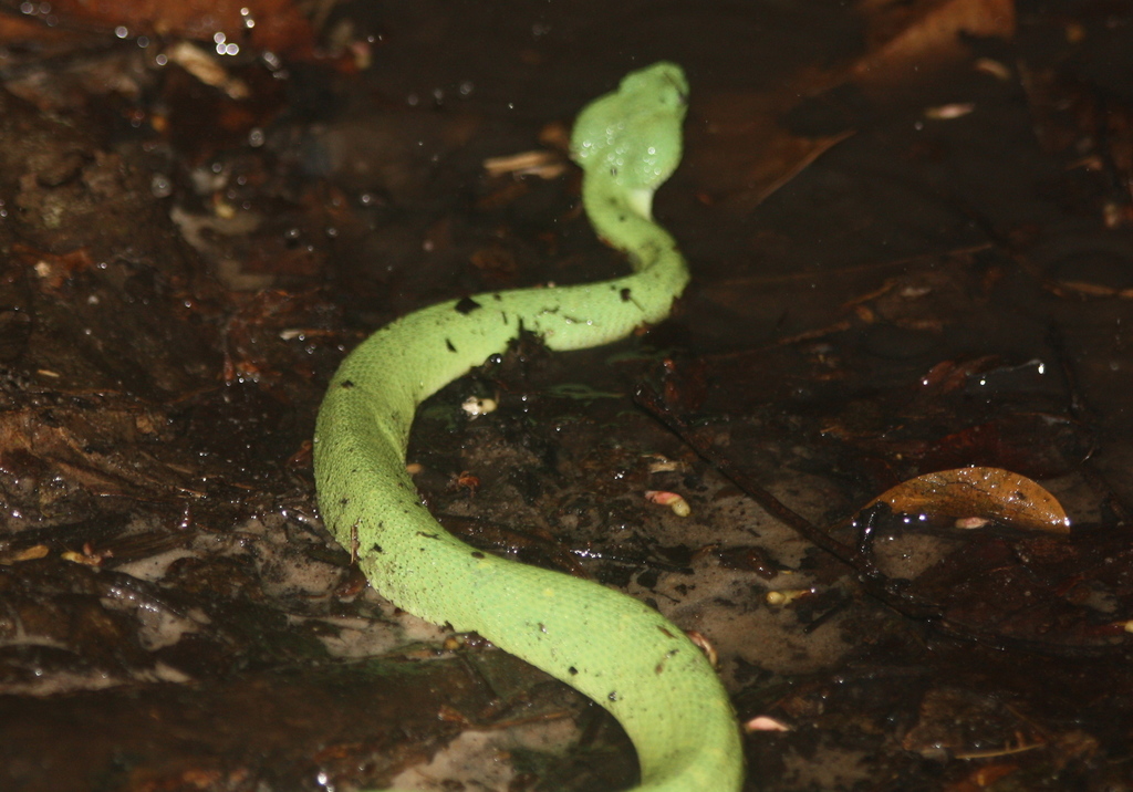 Green Bush Viper