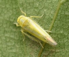 Alebra albostriella