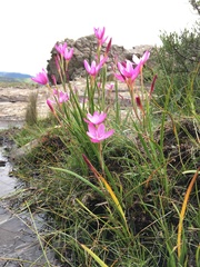 Hesperantha curvula