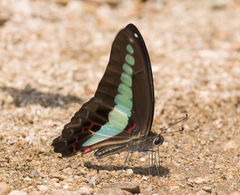 Graphium sarpedon sarpedon