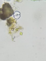 Scenedesmaceae