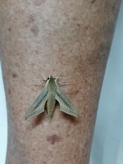 Hippotion balsaminae