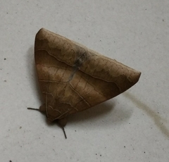 Ophisma