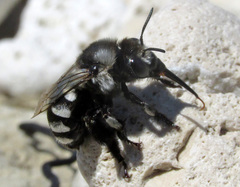 Anthophora ponomarevae
