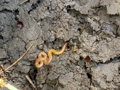 Schendyla nemorensis