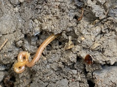 Schendyla nemorensis