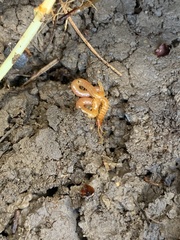 Schendyla nemorensis