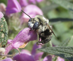 Anthophora ponomarevae