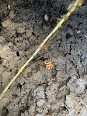 Schendyla nemorensis