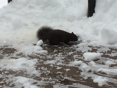 Sciurus carolinensis