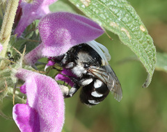 Anthophora ponomarevae