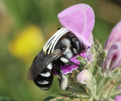 Anthophora ponomarevae