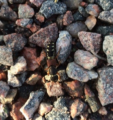 Staphylinus caesareus