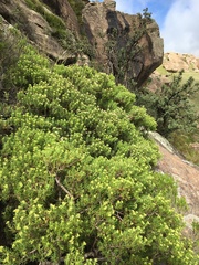 Crassula sarcocaulis