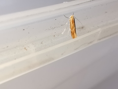 Phyllonorycter corylifoliella