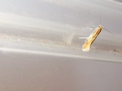 Phyllonorycter corylifoliella