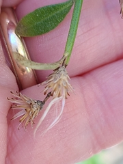 Baccharis halimifolia image