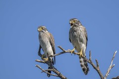 Spiziapteryx circumcincta