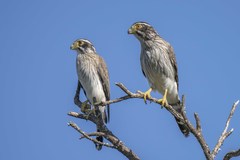 Spiziapteryx circumcincta