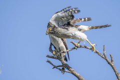 Spiziapteryx circumcincta