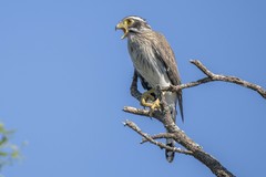 Spiziapteryx circumcincta