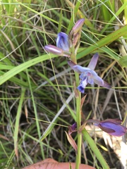 Eulophia zeyheriana