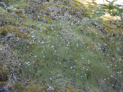 Stellaria peduncularis