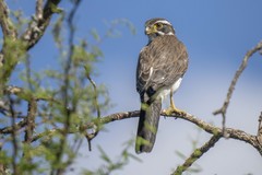 Spiziapteryx circumcincta