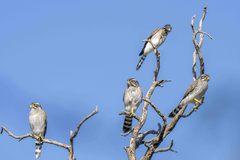 Spiziapteryx circumcincta