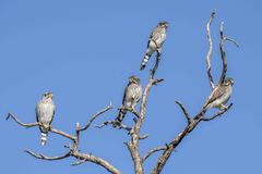 Spiziapteryx circumcincta