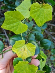 Kedrostis nana