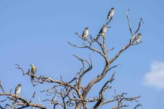 Spiziapteryx circumcincta