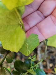 Kedrostis nana