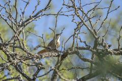 Tarphonomus certhioides