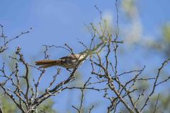 Tarphonomus certhioides