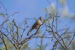 Tarphonomus certhioides