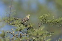 Stigmatura budytoides