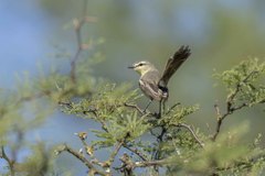 Stigmatura budytoides