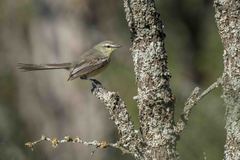 Stigmatura budytoides