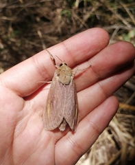 Callipielus arenosus