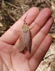 Callipielus arenosus