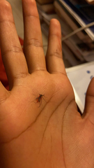 Culicidae