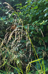 Glyceria elata