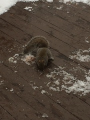 Sciurus carolinensis